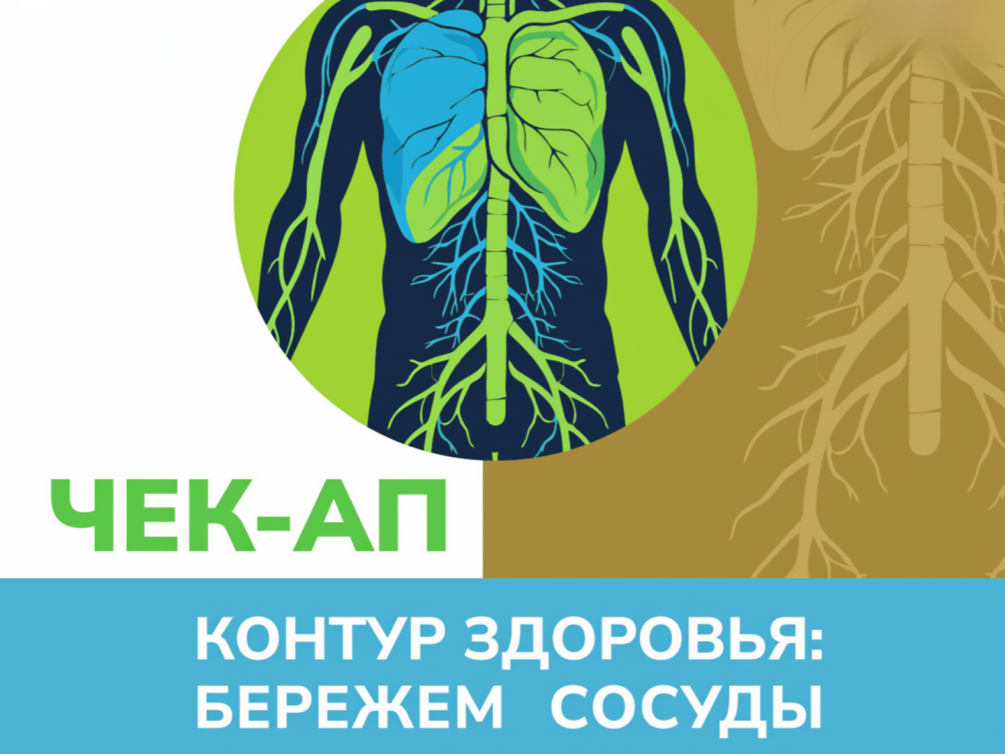 Контур здоровья: бережём сосуды